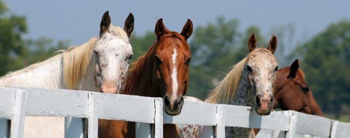 Spirit Horse Essential Fly Spray
